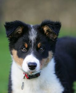 Border Collie 43