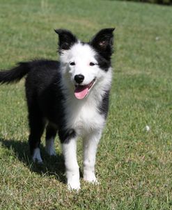 Border Collie 34