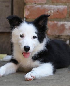 Border Collie 35