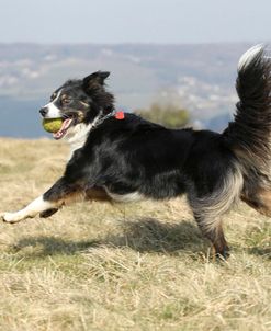 Border Collie 37