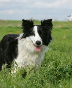 Border Collie 48