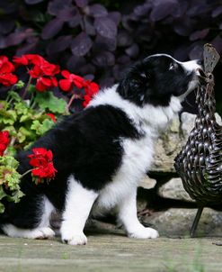 Border Collie 49