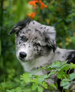 Border Collie 50