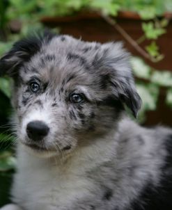 Border Collie 51