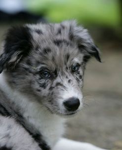 Border Collie 52