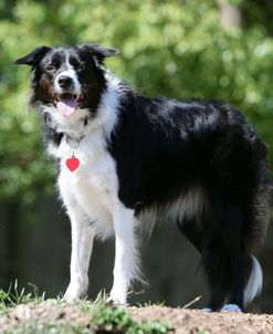 Border Collie 53