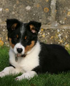 Border Collie 44