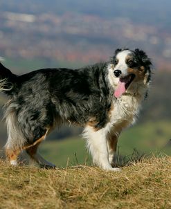 Border Collie 45