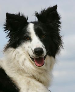 Border Collie 46