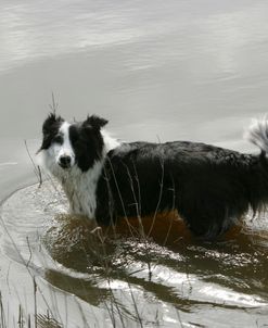 Border Collie 47