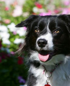 Border Collie 58