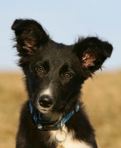 Border Collie 59