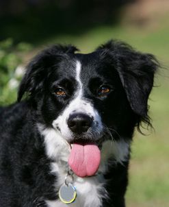 Border Collie 60