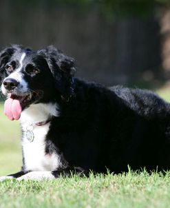 Border Collie 61