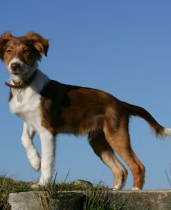 Border Collie 62