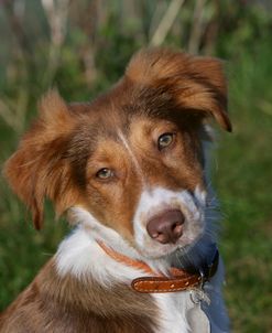 Border Collie 63