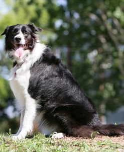 Border Collie 54