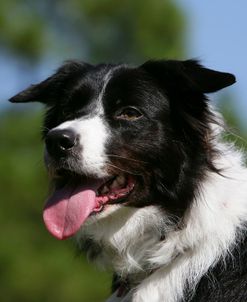 Border Collie 55