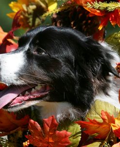 Border Collie 56