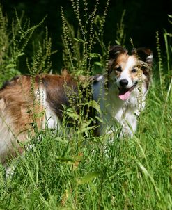 Border Collie 68