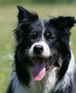 Border Collie 70