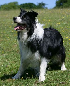 Border Collie 71