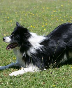 Border Collie 72