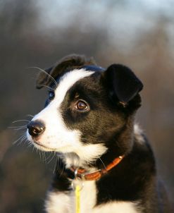 Border Collie 73