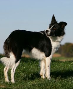 Border Collie 64