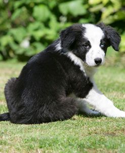 Border Collie 65