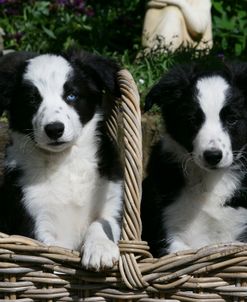 Border Collie 66