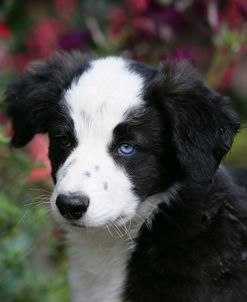 Border Collie 67