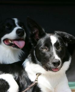 Border Collie 79