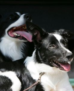 Border Collie 80