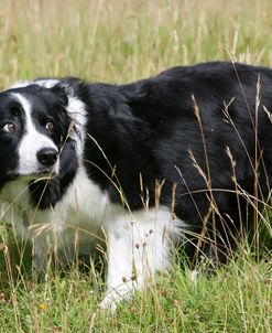 Border Collie 81