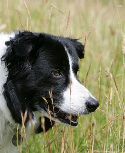 Border Collie 82