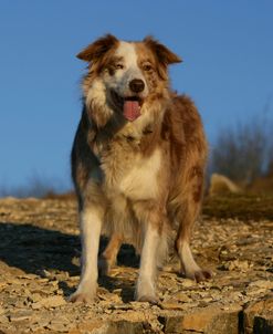 Border Collie 83