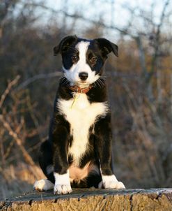 Border Collie 74