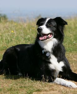 Border Collie 76