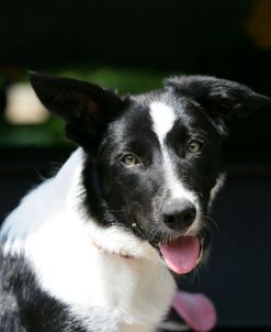 Border Collie 77