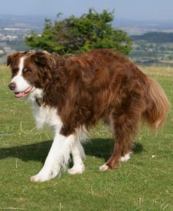 Border Collie 88