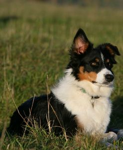 Border Collie 89