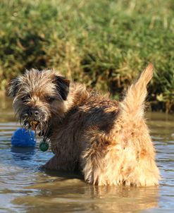 Border Terrier 02