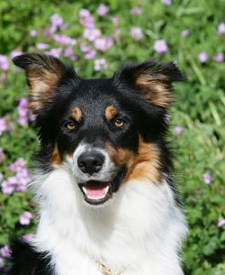 Border Collie 84