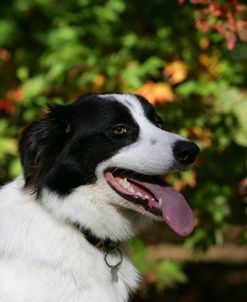 Border Collie 85