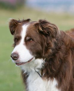 Border Collie 86