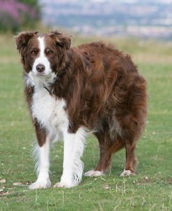 Border Collie 87