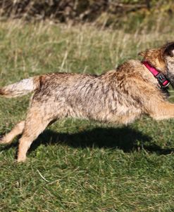 Border Terrier 07