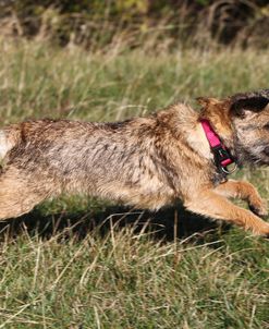 Border Terrier 08