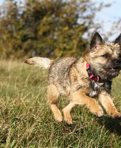 Border Terrier 09